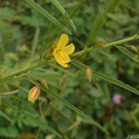 Chamaecrista mimosoides (L.) Greene